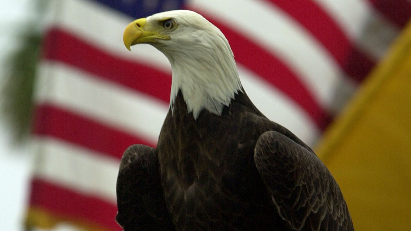 Congress passes bill making bald eagles America's national bird : NPR