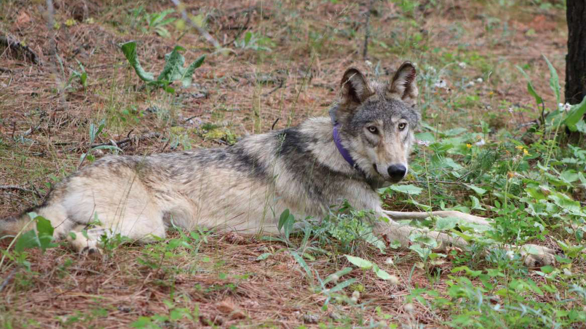 California euthanizes 4 gray wolves after 'unprecedented' surge in livestock kills : NPR