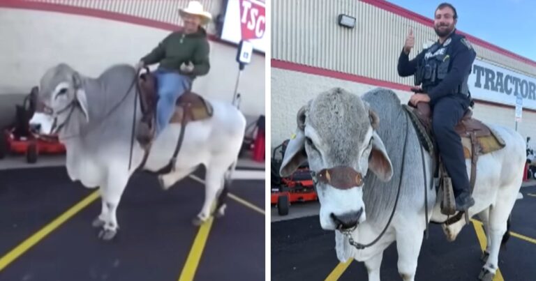 Officer Discovers Cowboy Riding Bull in Walmart Parking Lot Encounter.jpg