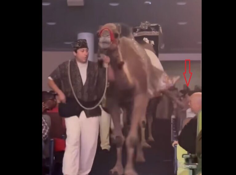 Attendee injured by camel during megachurch Chritmas show