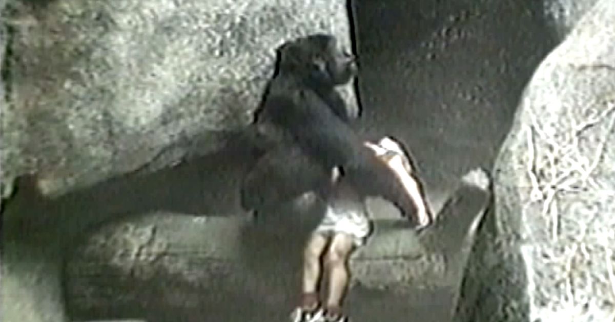Gorilla Binti Jua's Heroic Act: A 1996 Rescue that Captivated Hearts.jpeg