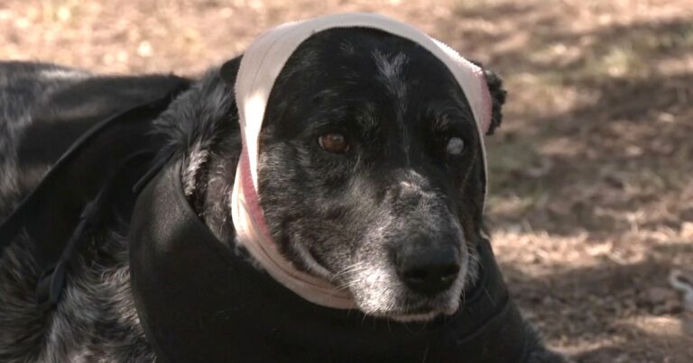 Brave Dog Fights Bear to Protect Family Farm, Saves Animals Against Odds.jpg