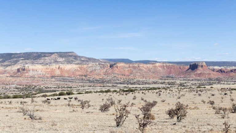Georgia O’Keeffe legacy re-examined 40 years after her death : NPR