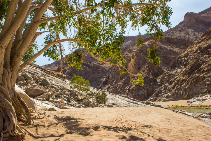 Which type of tree did Zacchaeus actually climb?