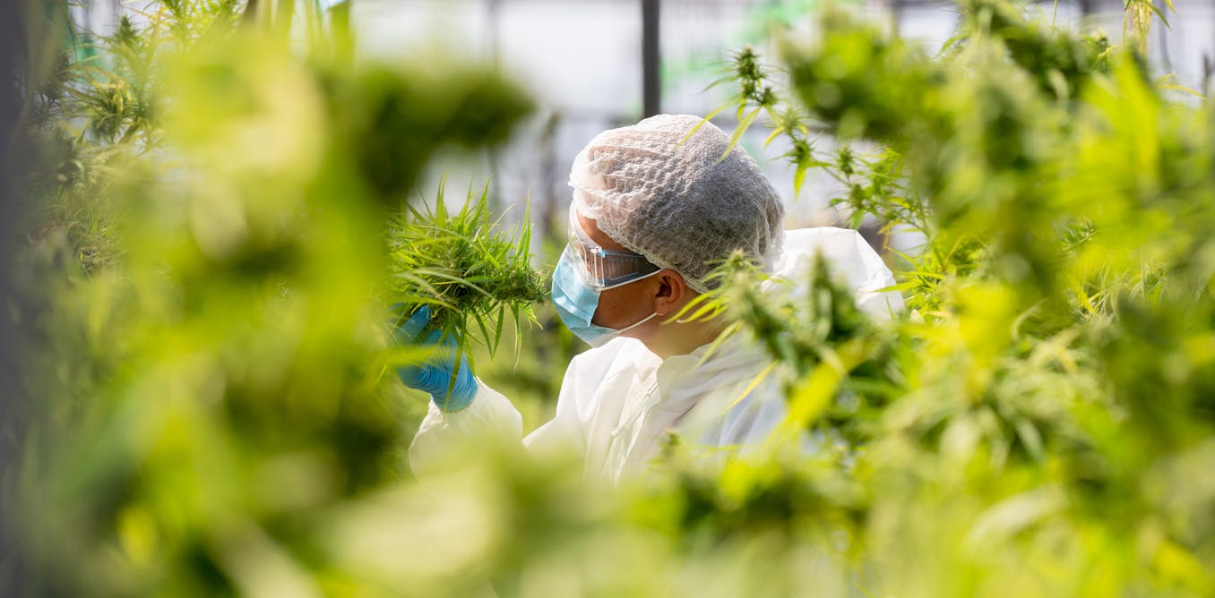 Cannabis legalization spurs innovation, but not always in ways that benefit patients or public health