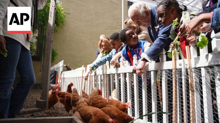 AP News image: people leaning over a white fence to feed brown chickens in a coop.