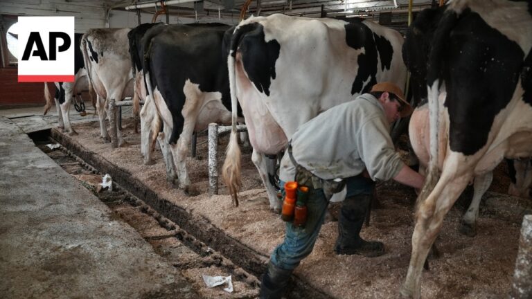 Dairy farmer milking Holstein cows in a barn, worker in a cap beside a row of cows.