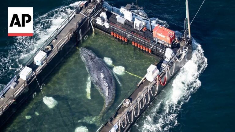 Aerial view of a large whale in a water-filled containment pen on a research vessel, surrounded by gear and decks.