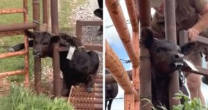 Delivery Driver's Compassion Saves Trapped Calf from Distress.jpg
