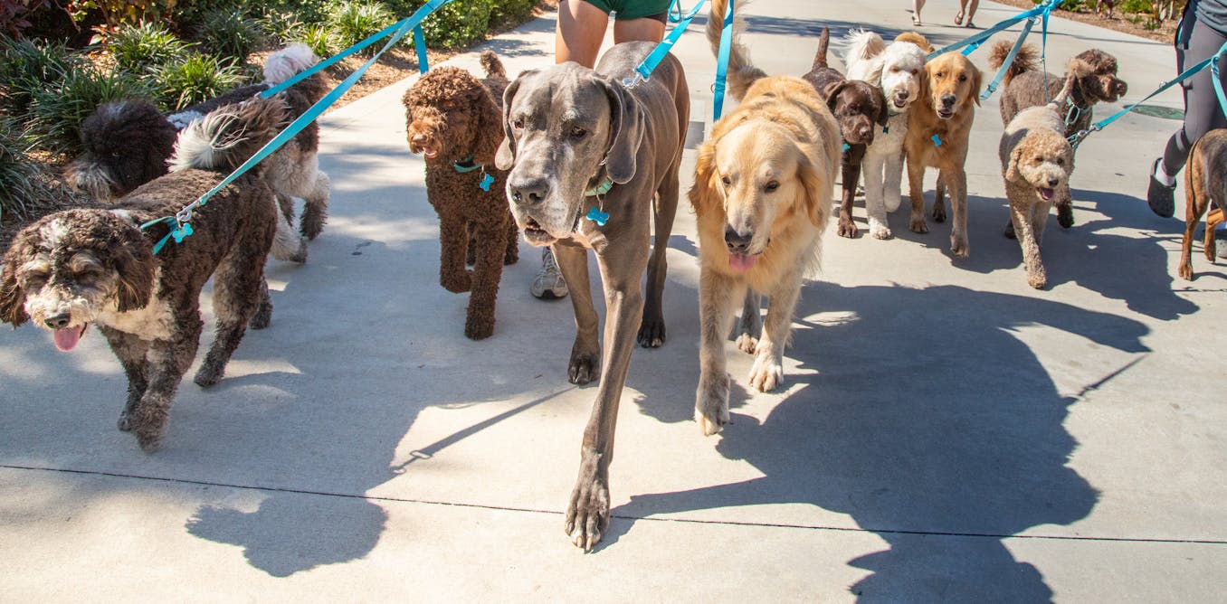 Dogs display many traits of great leaders − here are 5 breeds that can be your leadership role models