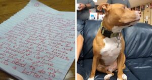 Firefighters Rescue Abandoned Pitbull Reunite Veteran with Hopejpg - New Social Gospel Firefighters Rescue Abandoned Pitbull, Reunite Veteran with Hope.jpg
