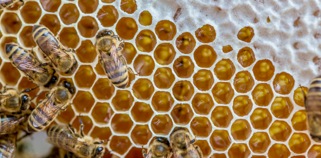 Shutting down federal bee labs threatens bees beekeepers and the - New Social Gospel Shutting down federal bee labs threatens bees, beekeepers and the US food system