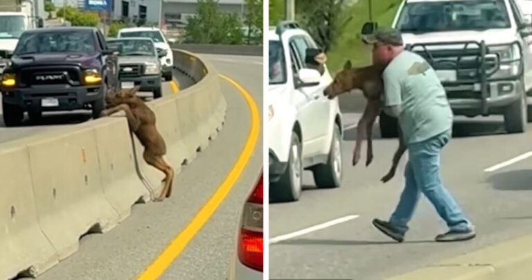 Compassion in Action: Strangers Rescue Baby Moose on Busy Highway.jpg