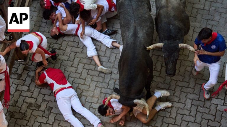 Group of people in white and red outfits crowd around two large bulls on a brick-paved ground, AP watermark visible on left.