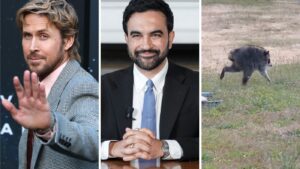 Reflecting Pool Derangement Syndrome A Quiz Amid World Cup End - New Social Gospel What animal is the deformed-but-adorable Jimothy? The quiz knows — do you? : NPR