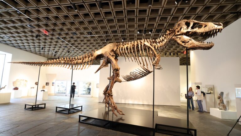A T. rex fossil is up for auction and could fetch $30 million : NPR