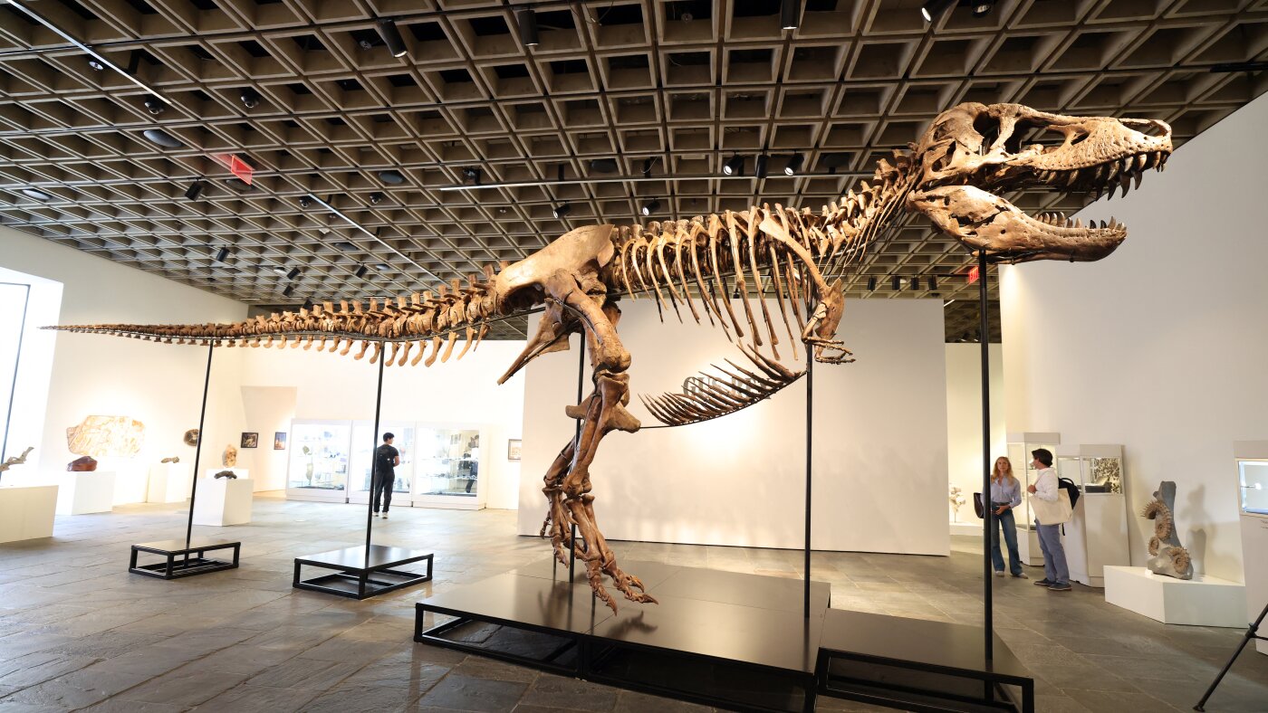 A T. rex fossil is up for auction and could fetch $30 million : NPR