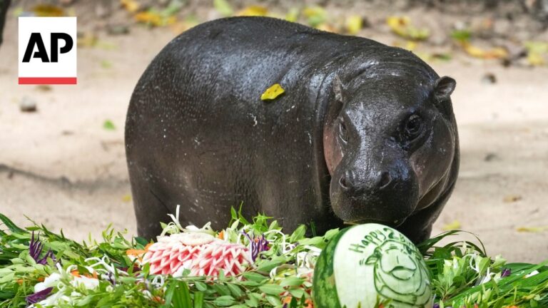 Hippo near a vibrant flower garland and a carved melon reading 'Happy', AP logo in top-left.