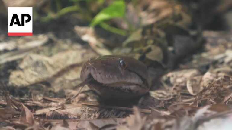 Close-up of a snake on leaf litter with its mouth slightly open, AP logo in the top-left corner.