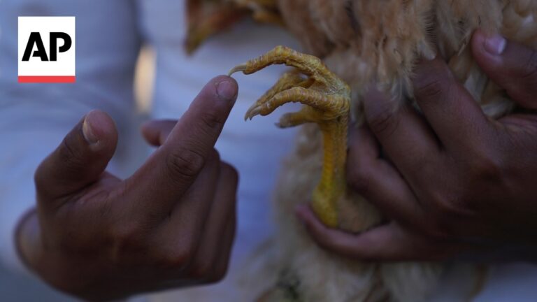 AP logo in the left corner; close-up of dark-skinned hands holding a chicken's yellow clawed foot.