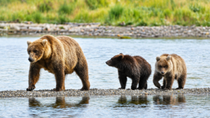 Katmais Fat Bear Week A Celebration of Weight Gain and - New Social Gospel Fat Bear Week 2026 rolls out a bracket that’s bigger than ever : NPR