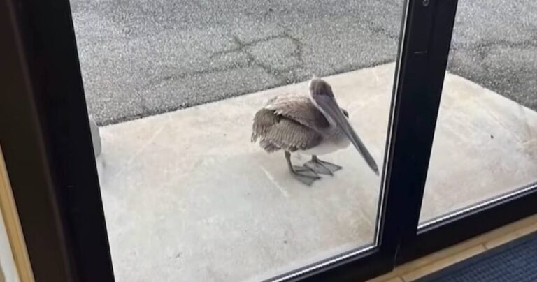 Pelican Seeks Help at NOAA After Rescue from Fishing Line Hazard.jpg