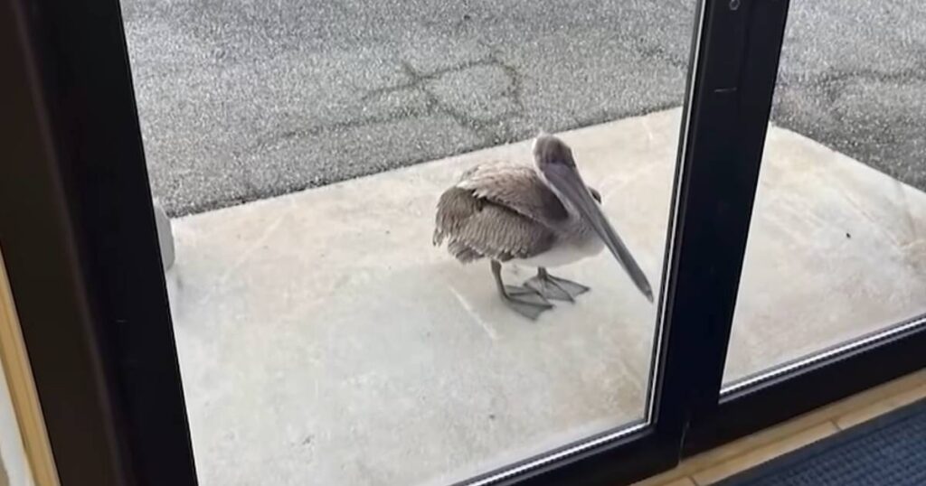 Pelican Seeks Help at NOAA After Rescue from Fishing Line Hazard.jpg