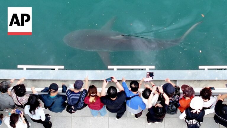 Aerial view of a crowd at a waterfront railing watching a large stingray glide just beneath turquoise water; AP logo in the corner.
